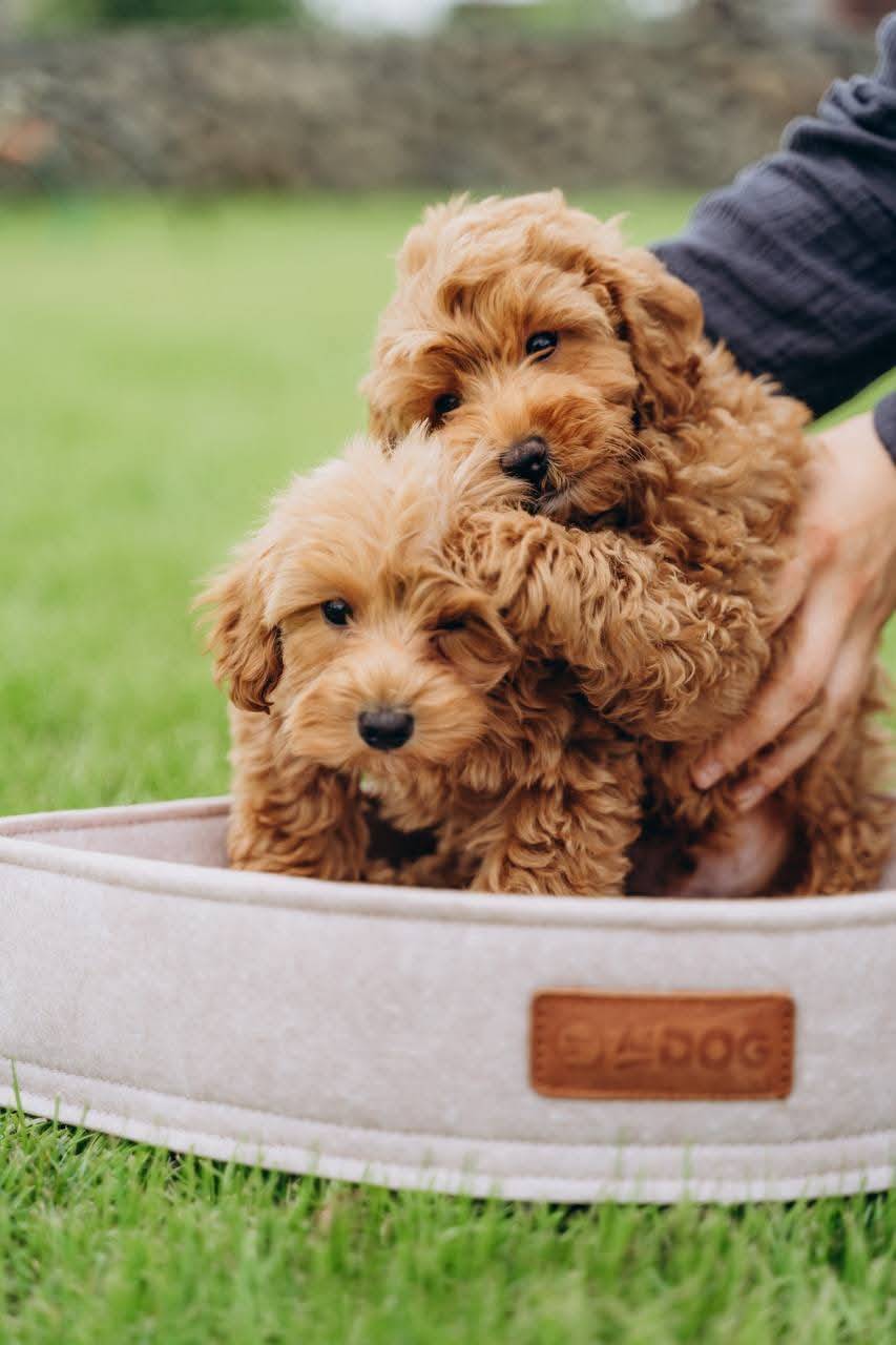 Toy poodle puppies need a forever home message me if interested