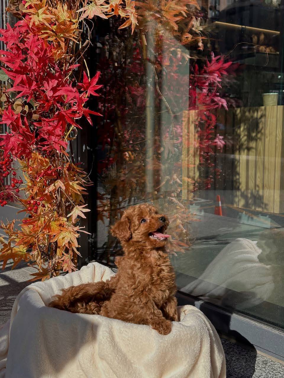 Male and female toy poodle puppies for adoption and rehoming message me if interested