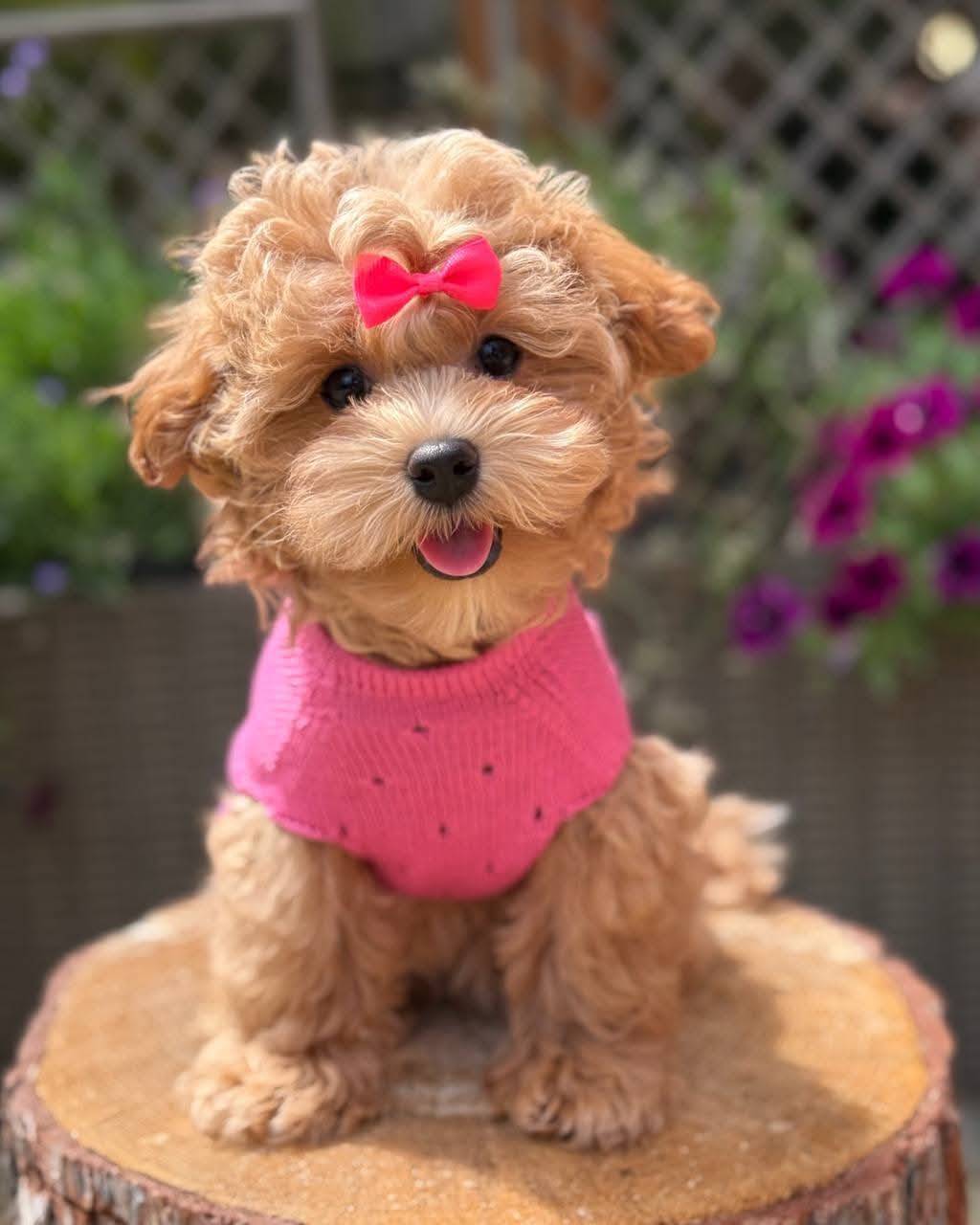 Looking for a forever home needed for our toy poodle puppy