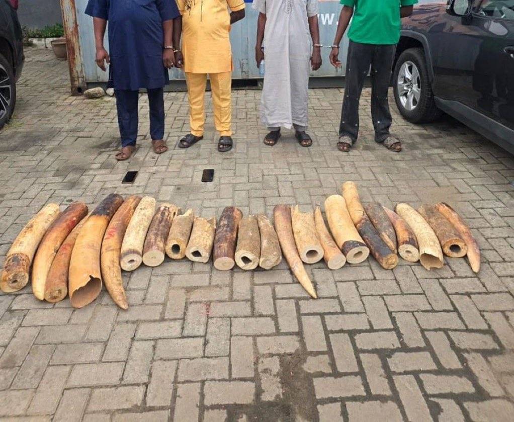 Nigerian Customs and NESREA seize 22 elephant tusks weighing 130.84kg valued at ₦126.3m