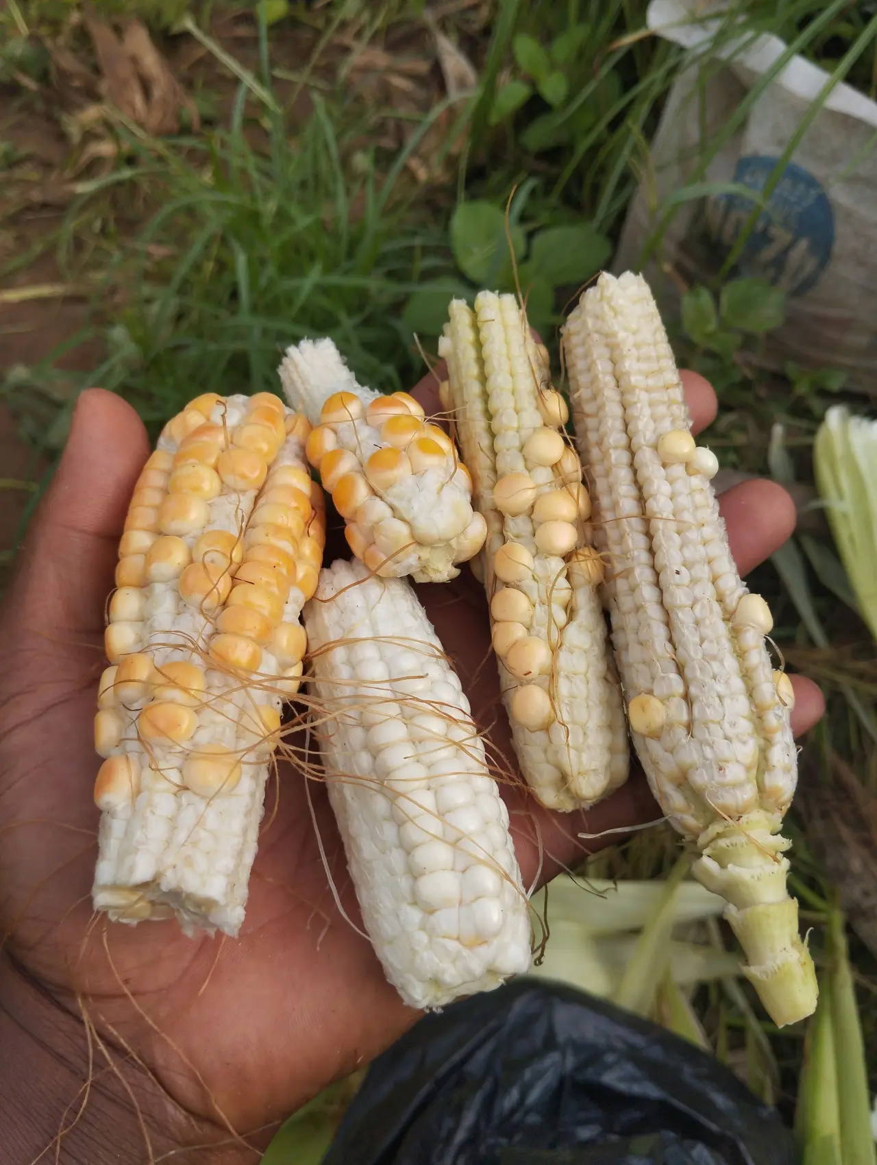 Good morning guys. Please join me and praise God for my bountiful harvest. This one will serve me fo...