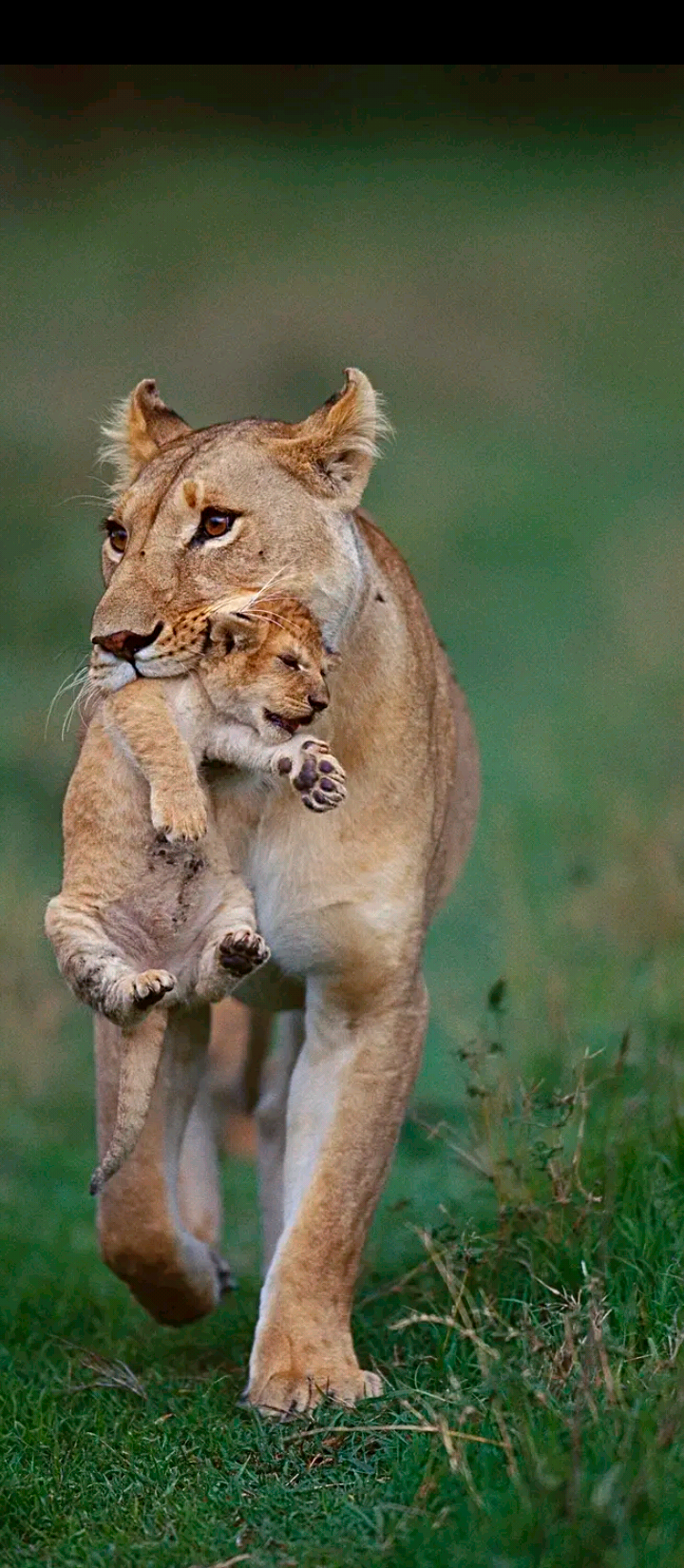 The love of mothers to their children even the most stubborn ones
