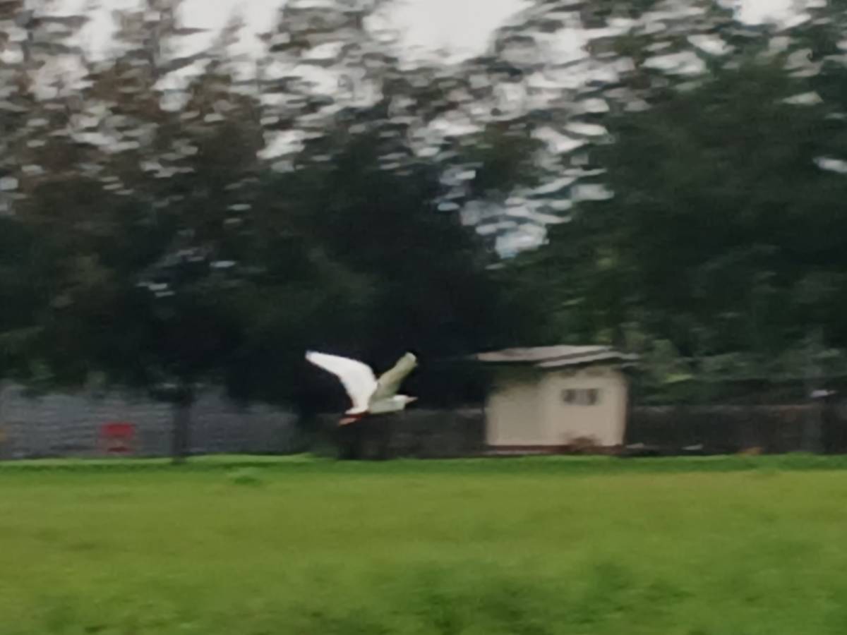 Let me flood you TL
with LekeeLekee Birds
Enjoy the view.
And rate my photography skills
how is yo...