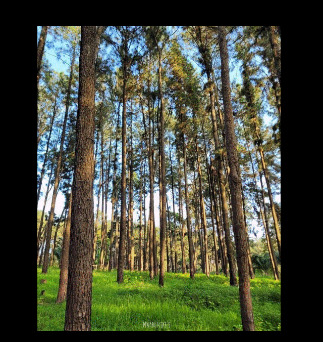 On today's episode of: Hidden Gems in Nigeria: Amazing Places You Should Visit at Least Once
3. Ngw...