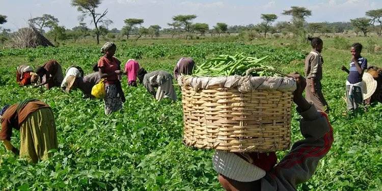Nigerian Farmers accuse banks of diverting agric funds to real estate