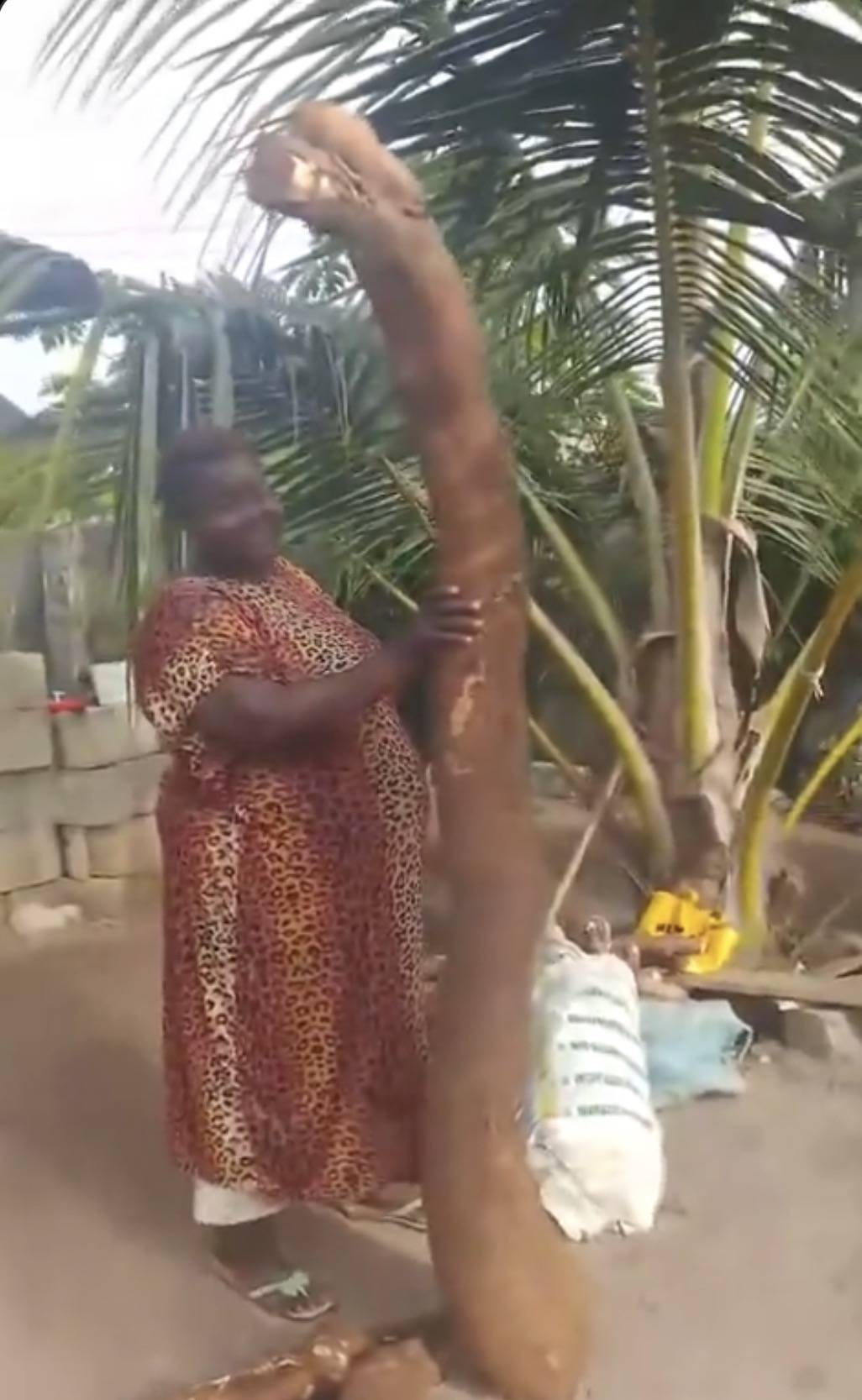 This Woman harvested a giant cassava in the south-east, Nigeria