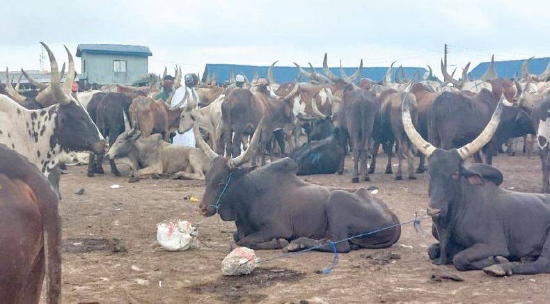 Meat 🥩 is now disappearing from some Nigerian homes as cow prices increase