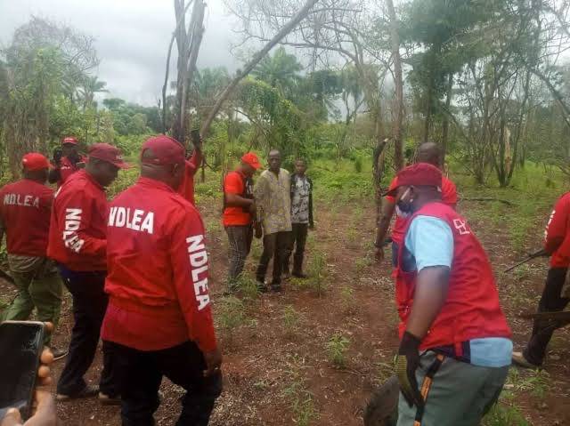 Operatives of the NDLEA , Edo State Command, have destroyed two cannabis farms in Ago Forest, Orhion...