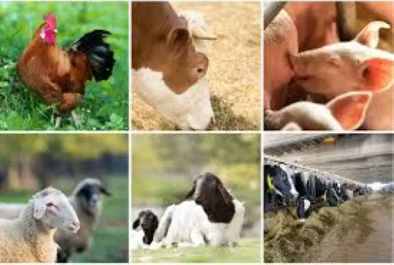 The Federal Government, in a bid to improve livestock healthcare delivery, has completed and handed...