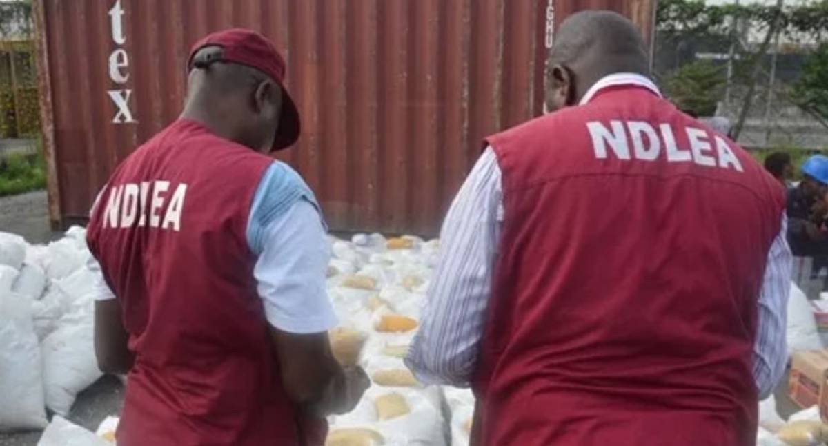 NDLEA Seize ₦480 Billion worth of Drugs In Ogun Forest raid