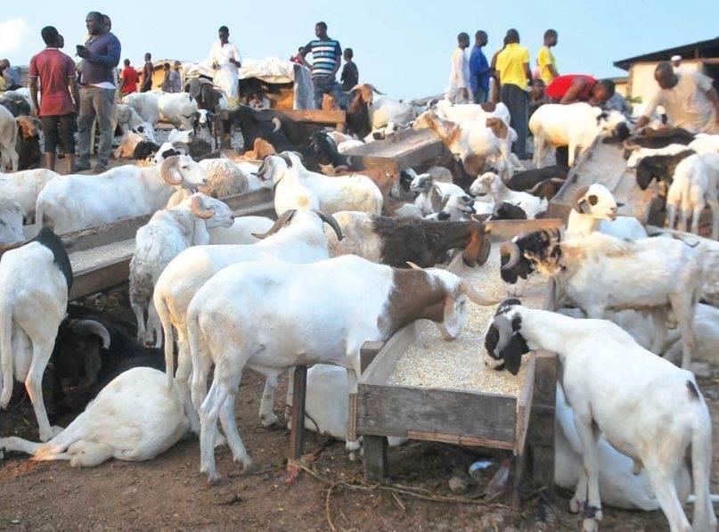 Muslims expressed their frustration at the exorbitant cost of rams as the 2026 Eid-el-Kabir celebrat...