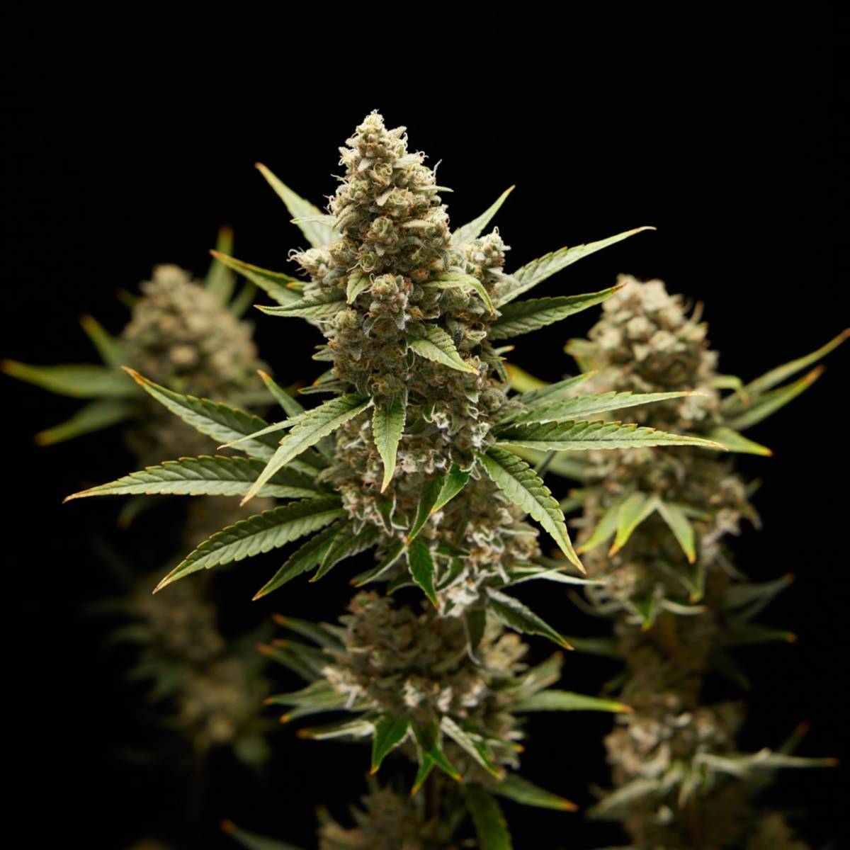The National Assembly is drafting a legislative bill to legalize cannabis for medicinal and economic...