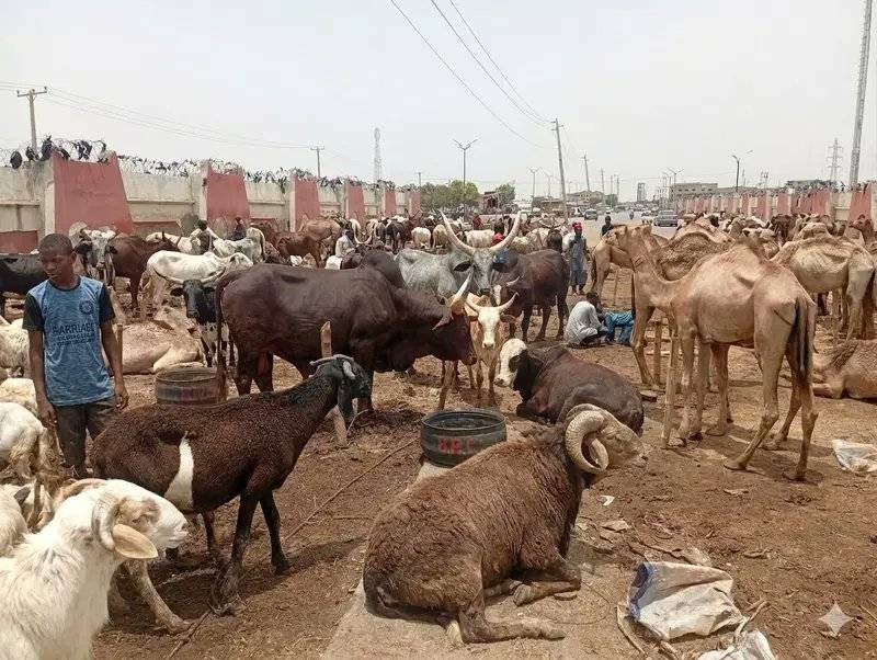 Kano State ram prices hit N700,000 as sellers lament low patronage