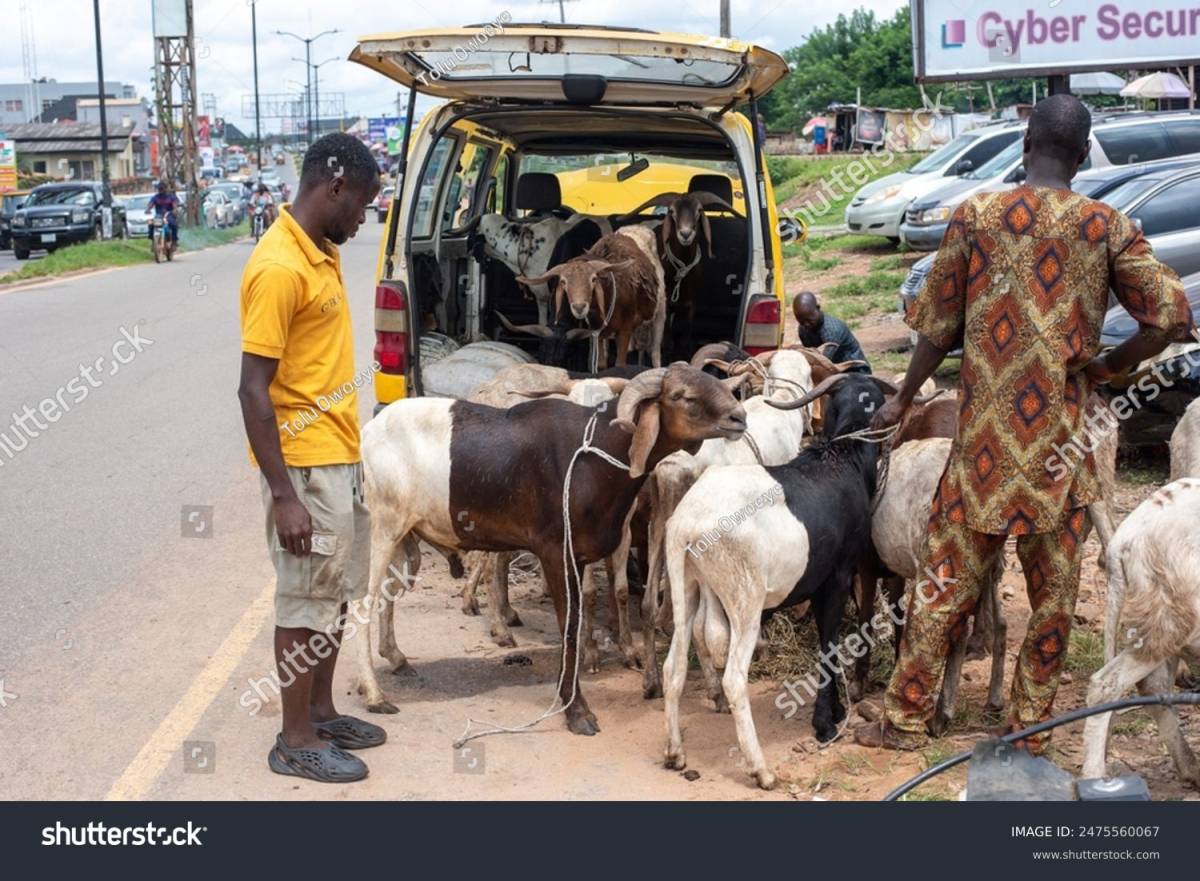Lagos State Government bans the sale of rams on highways across the state