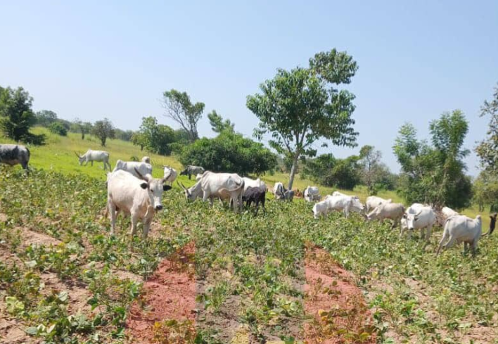 Federal Government pushes ranching to end farmer-herder conflict
