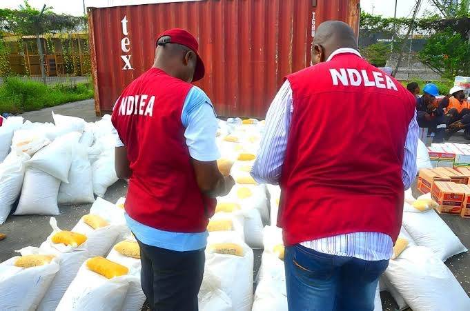 NDLEA uncovers 498kg cannabis hidden in Edo shrine