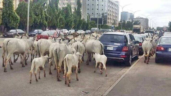 FCT Minister, Nyesom Wike apologizes for cattle roaming Abuja and said he is working to stop it