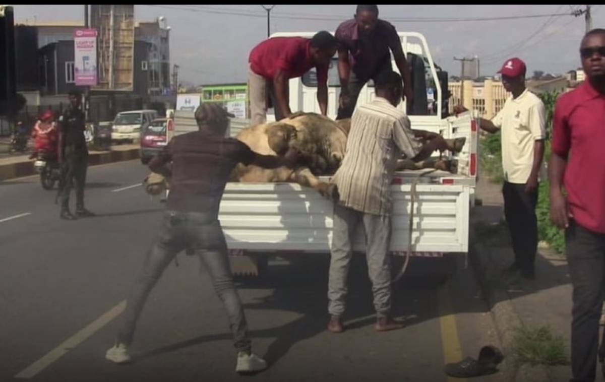 Oyo State Government arrests Six Cows for violating Open Grazing law in Ibadan