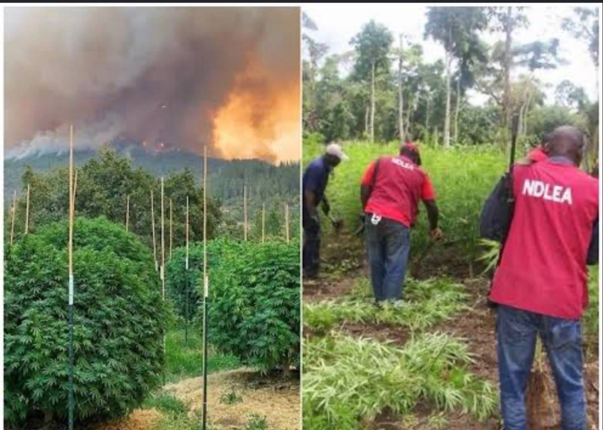 The NDLEA has said it destroyed more than 51 hectares of cannabis sativa plantations and arrested 28...