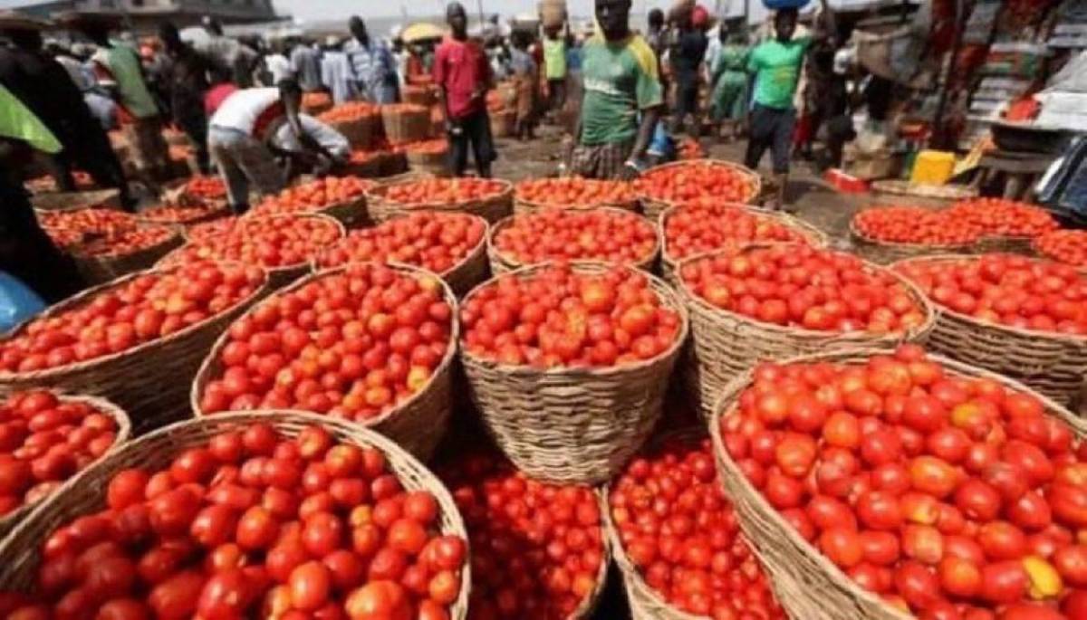 Tomato growers and processors association assures price drop from August as harvest hits market