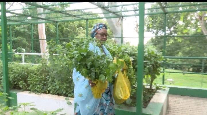 First Lady Oluremi Tinubu Harvests vegetables From Villa Garden