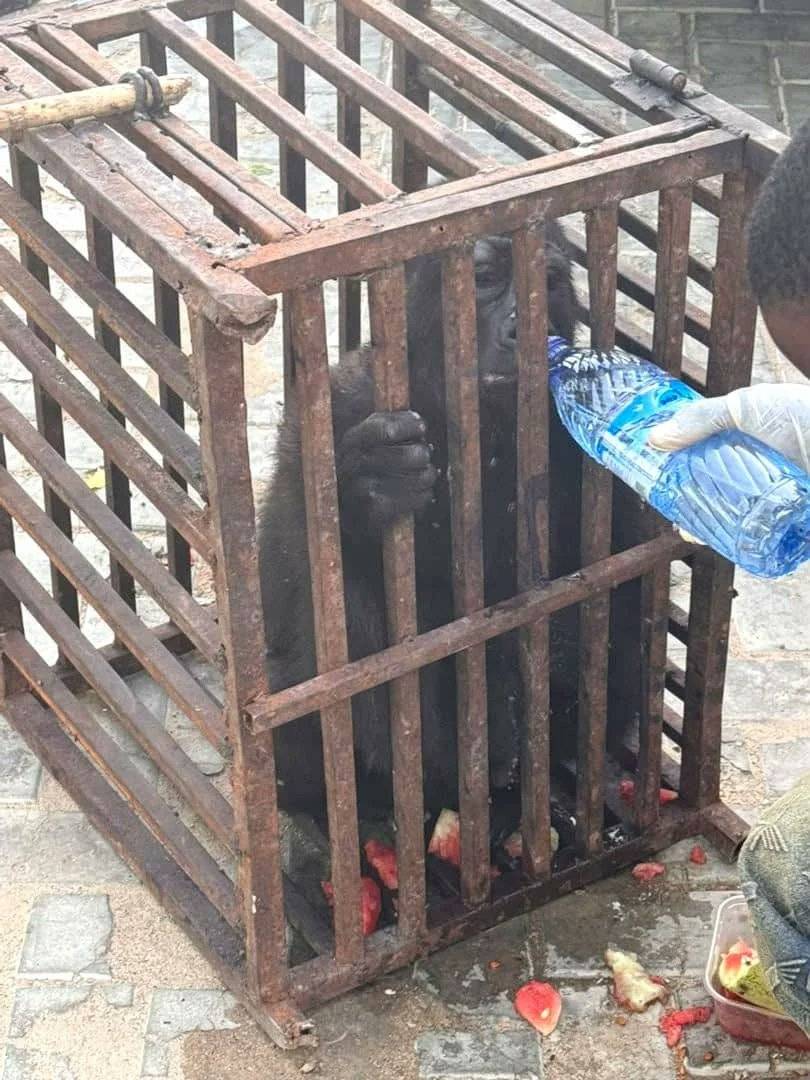 The Nigeria Customs Service has arrested a suspected wildlife trafficker and rescued a captive baby...