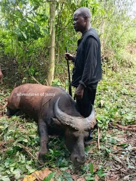 Hunters killed a gigantic African buffalo during a hunting expedition in Osun state forest.