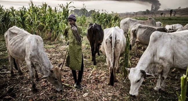 The Qua’an-Pan Local Government Council of Plateau State has banned the settlement of unauthorized h...