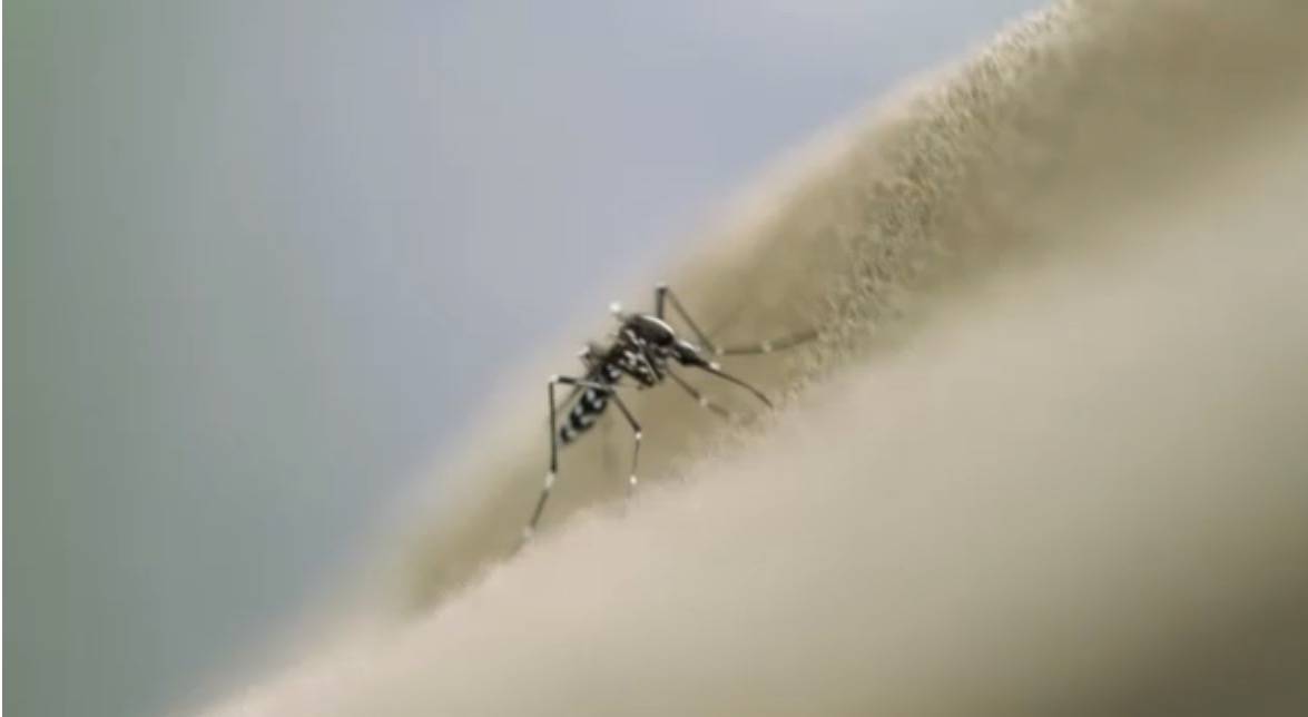 Scientists warn that the invasive mosquito species Anopheles stephensi is spreading rapidly across A...