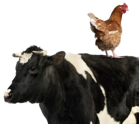 Who go join my RENEWED HOPE AJO? contribute two chicken🐔 every week to pack one cow🐄 by December 2...