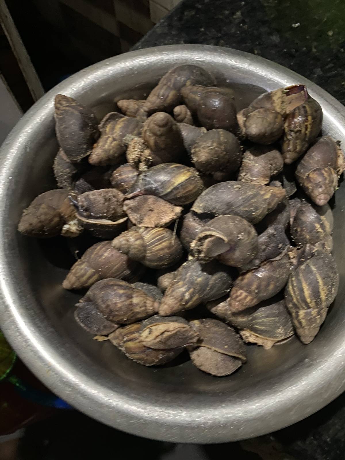 Sometimes, the best things in life arrive unexpectedly.
These snails weren't something we intentio...