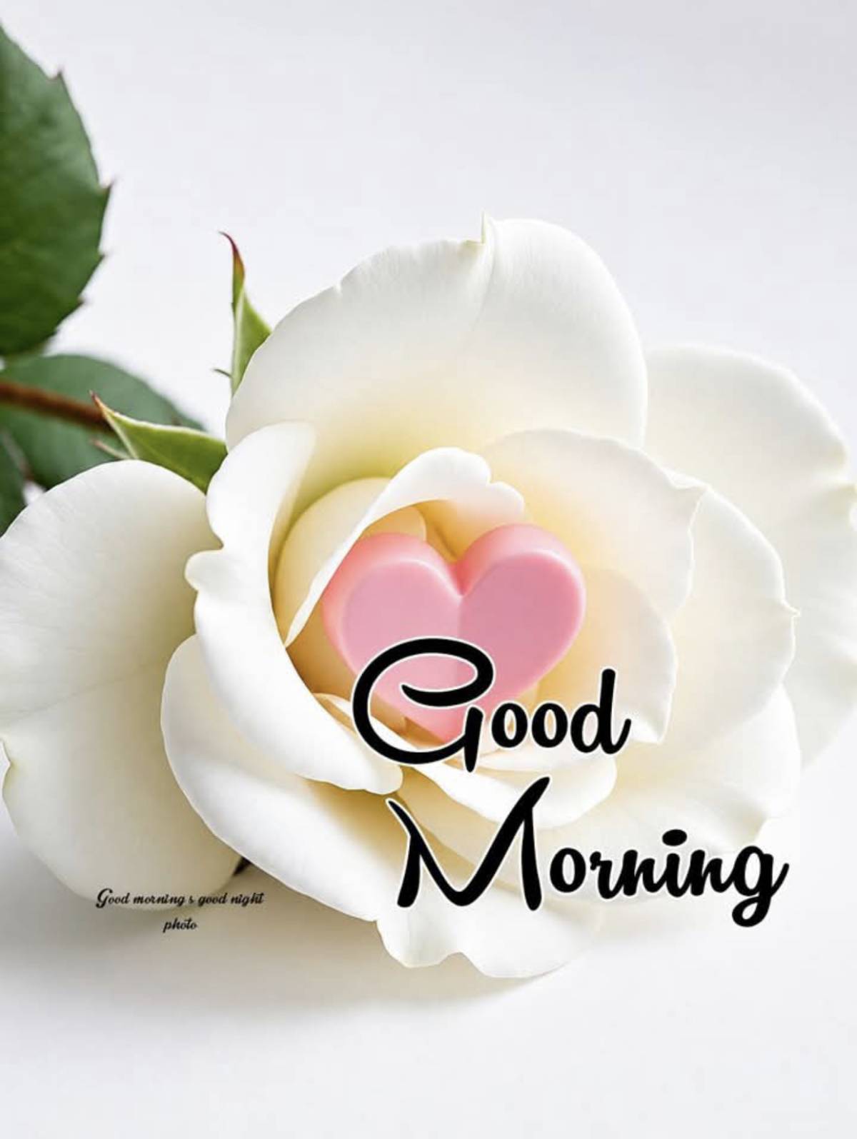 Good Morning, Lekeelekee Family. ❤️
🌺Flowers do not compete with one another.
They simply bloom in...