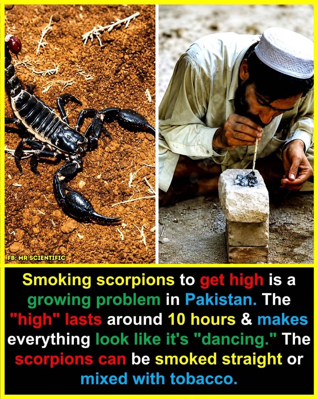 Can smoking a dead scorpion really make someone hallucinate for hours?
-Reports from Pakistan say...