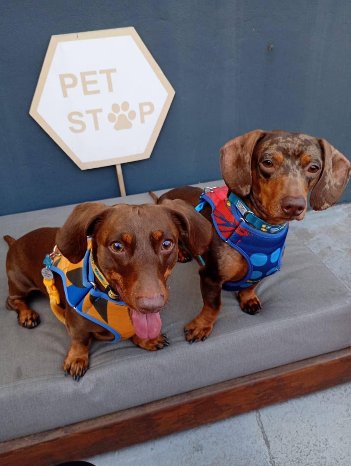 Who let the dogs out!!