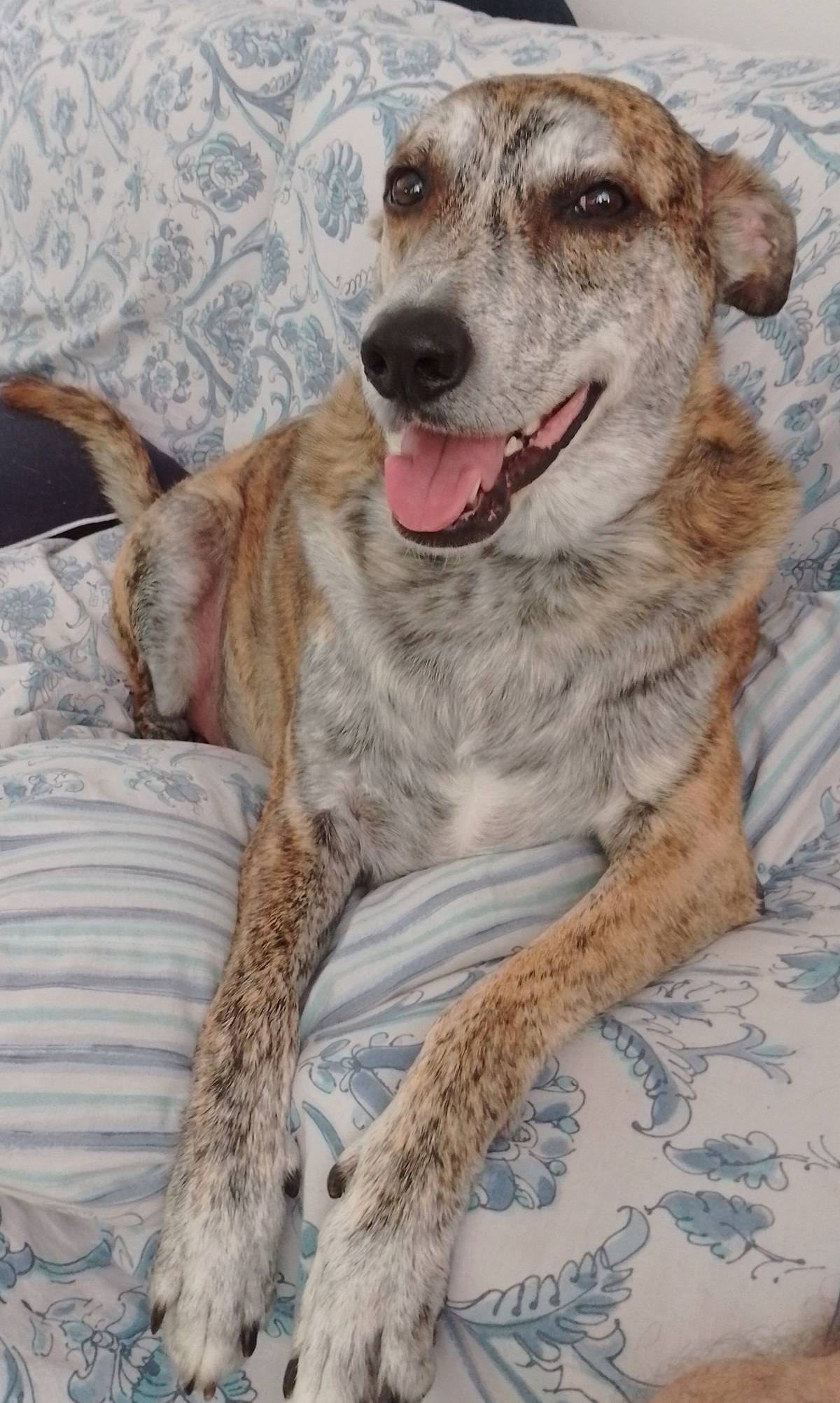Got the boss with me today, although apparently he isn't taking any calls! ๐ถ