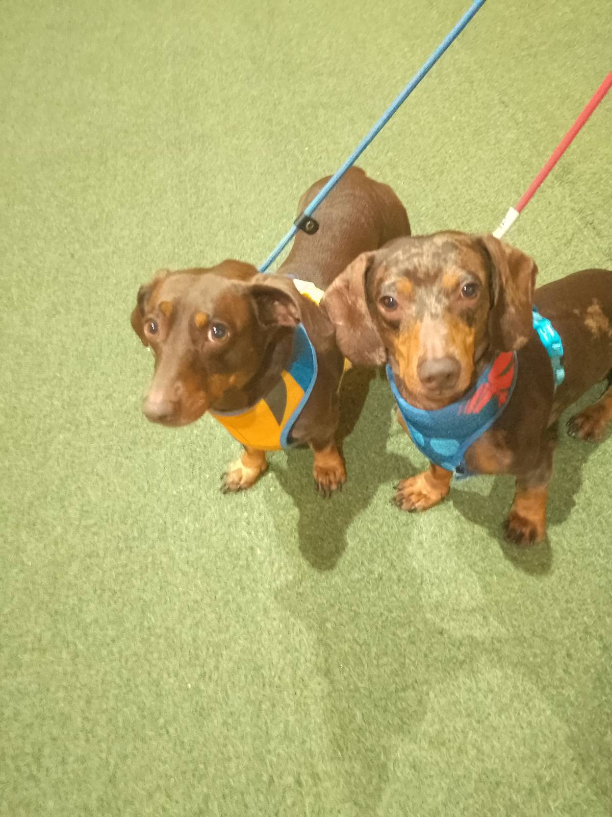 Obedience classes...better known as organised chaos! 🐶🐶