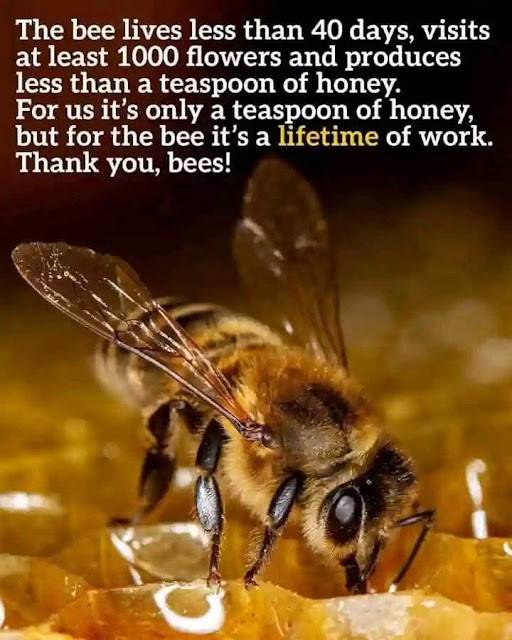World Bee Day!
