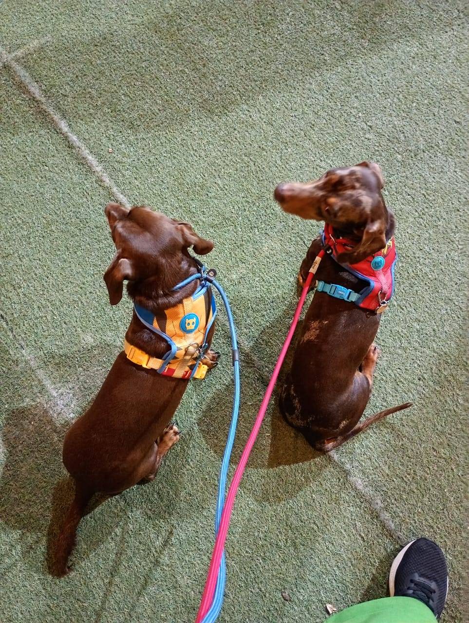 Dog Training!