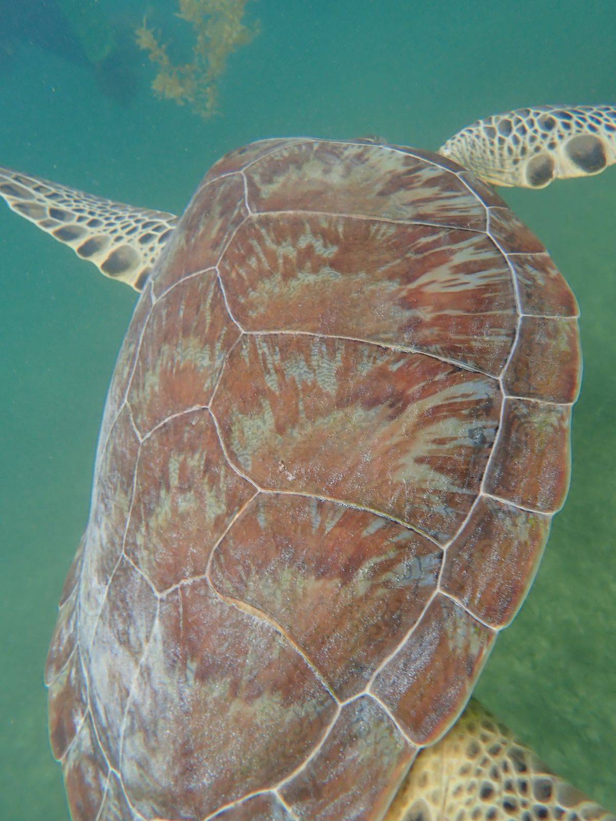 Cancun - Mexico π²π½
My friend bumped into these amazing turtles while out snorkeling today! π€Ώπ’π’