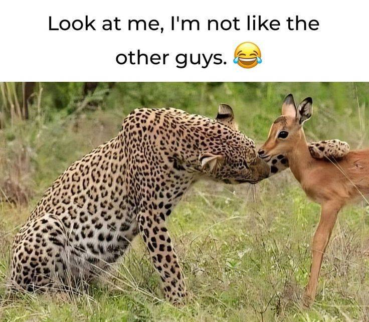 #shadyboy #LekeeLekee #NaijaPride #Viral #Nigeria #Trending #lekeelekeepostnigeria
