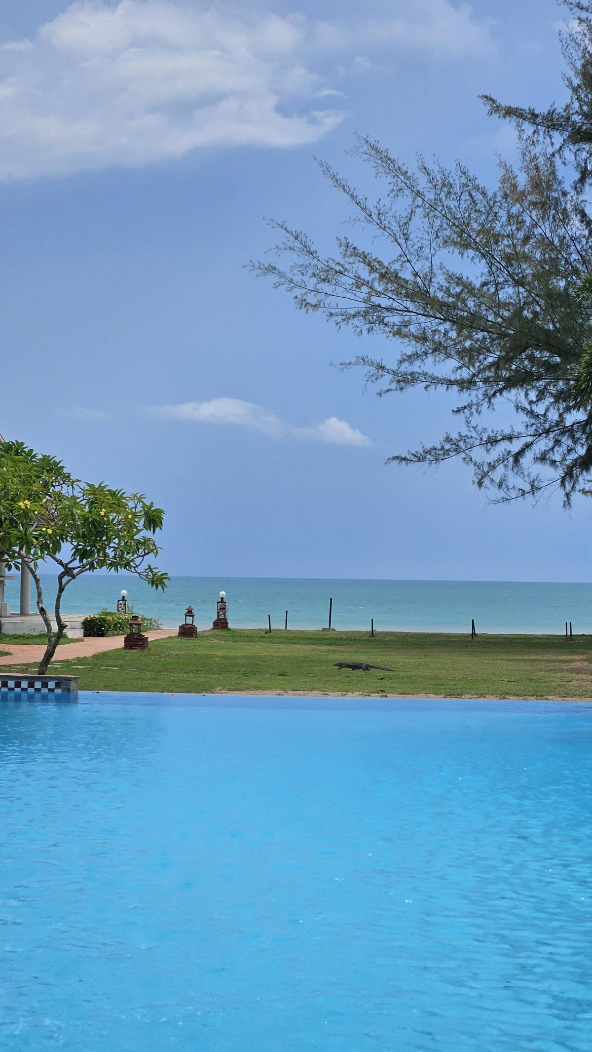 What a great sight! A big water monitor casually passed by as I was chilling by the hotel pool.
I...