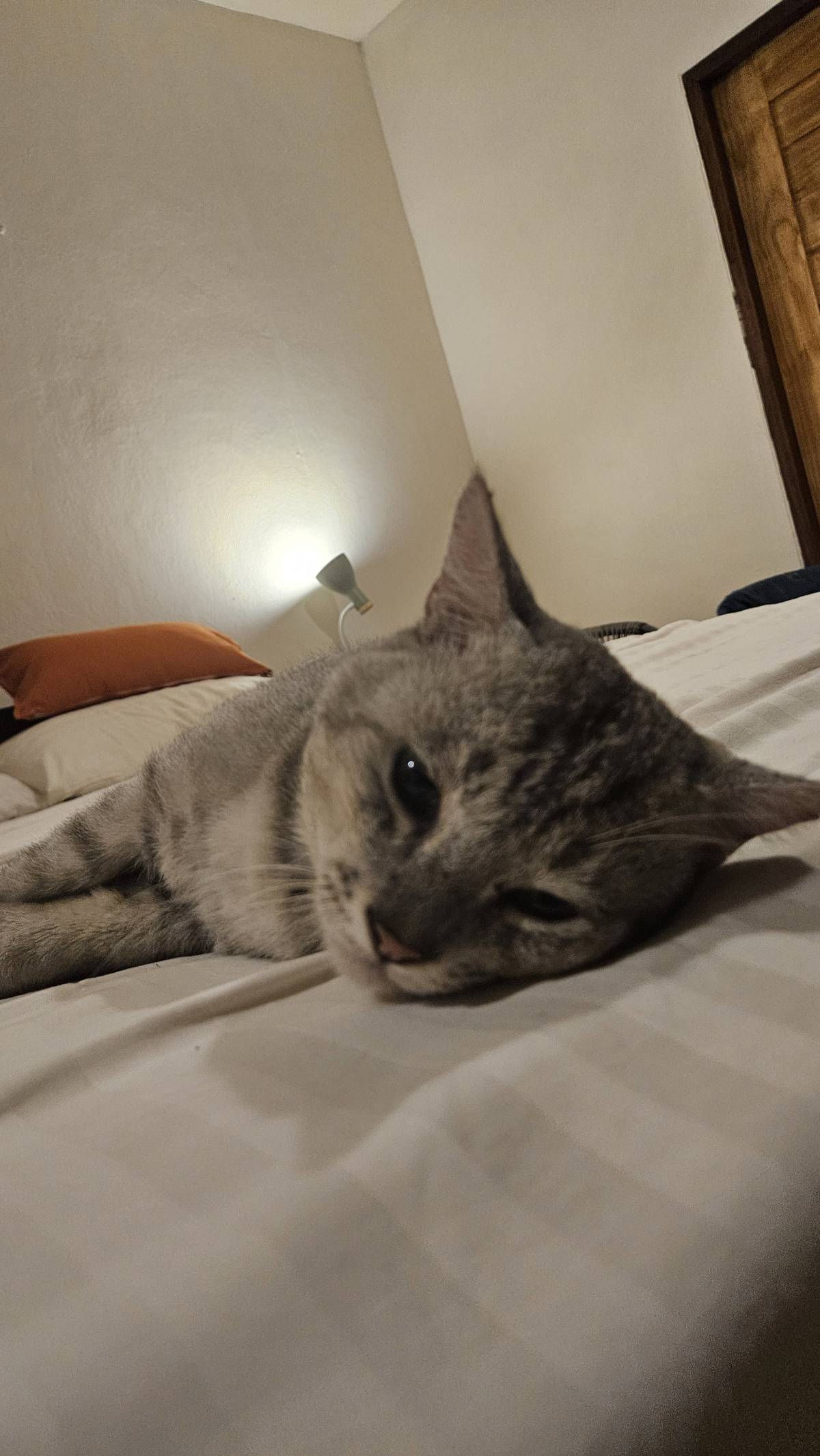 I heard meows at the door, so I opened the door. This cat walks in the room, jumps on the bed and sl...