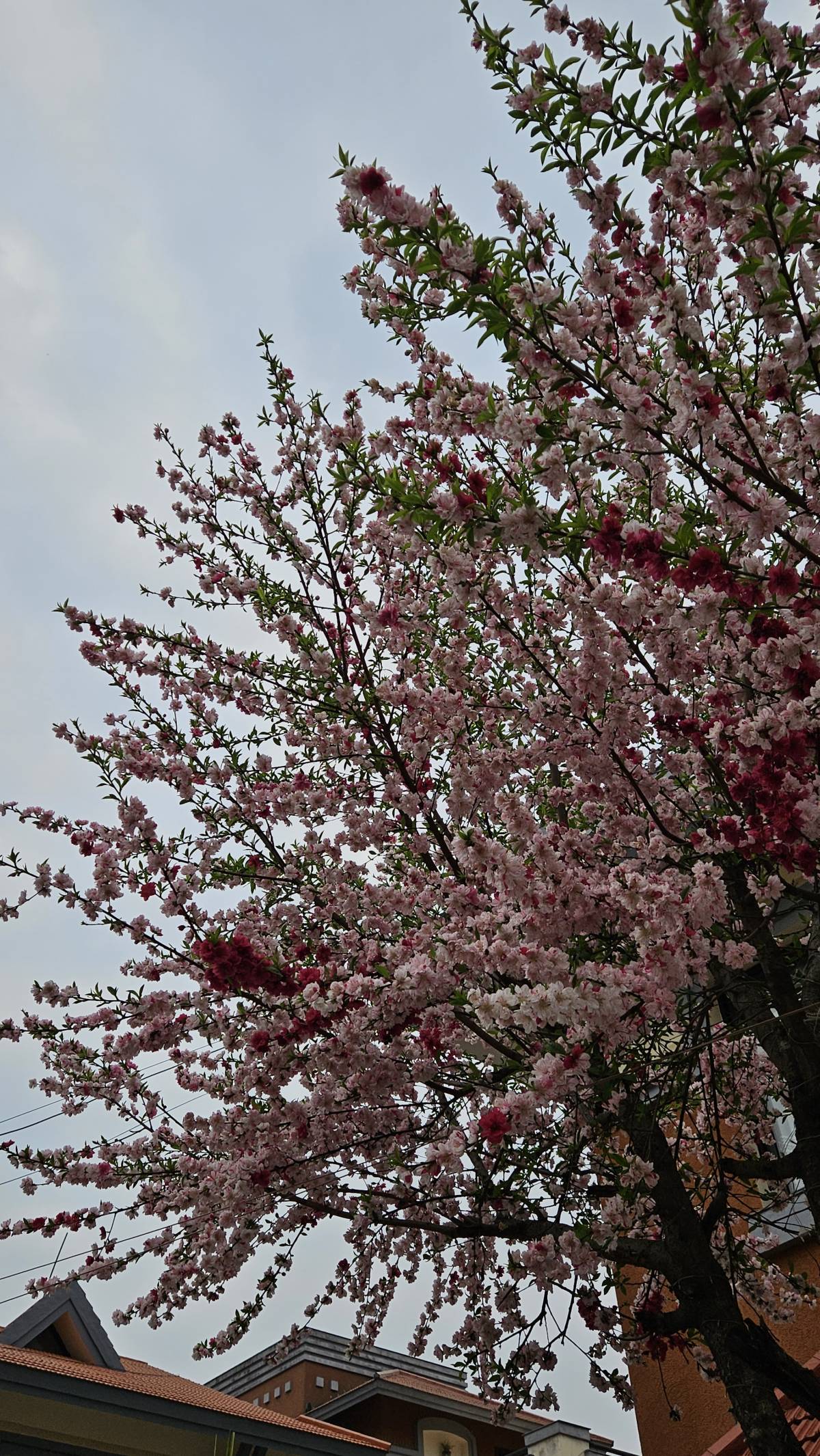 In Nepal there is a famous expression-
To the flower, the world is full of flowers
To the thorn, t...