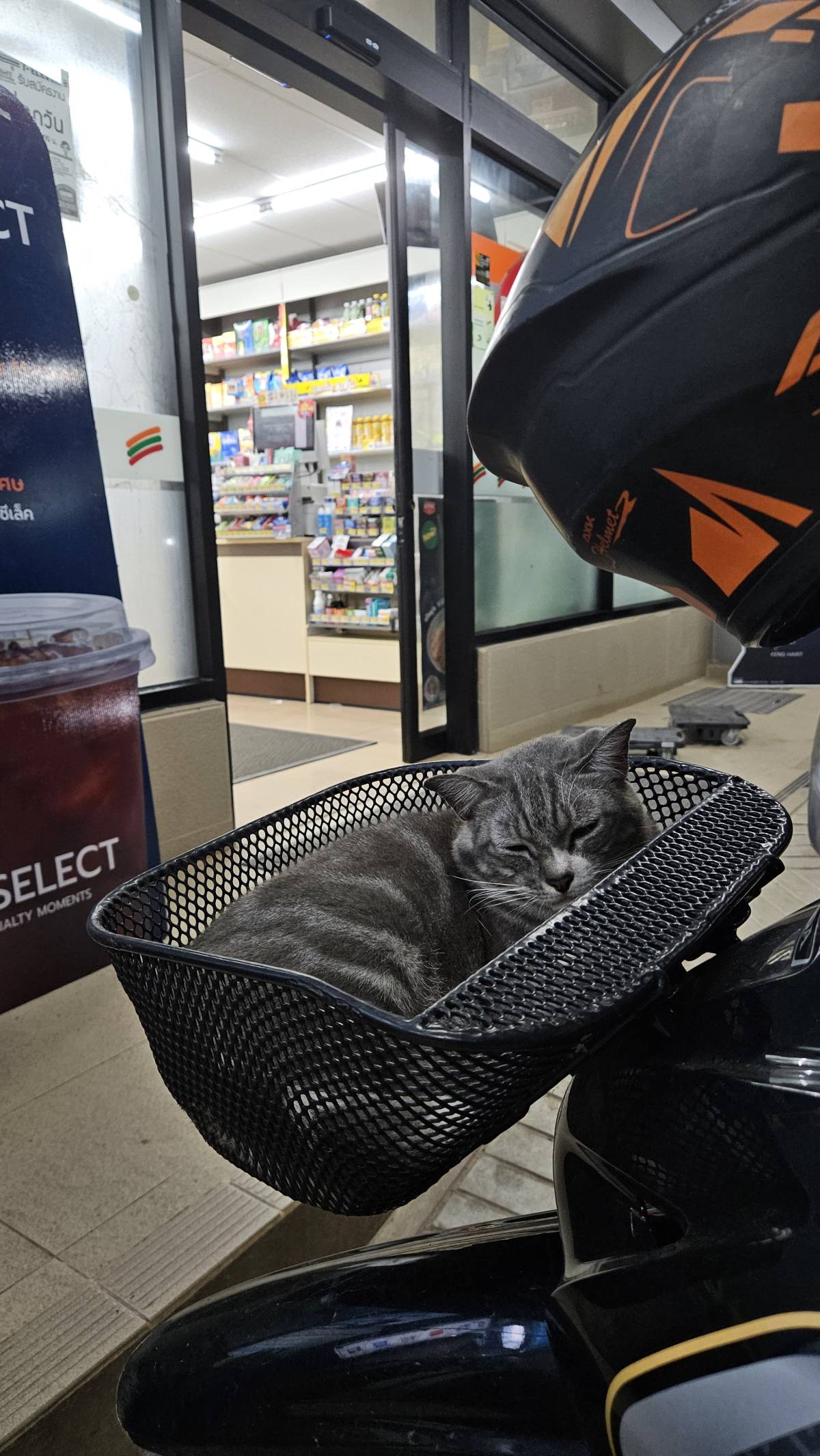 If reincarnation is real, can I be a cat in Thailand next time? ๐
Cats here are so chill!