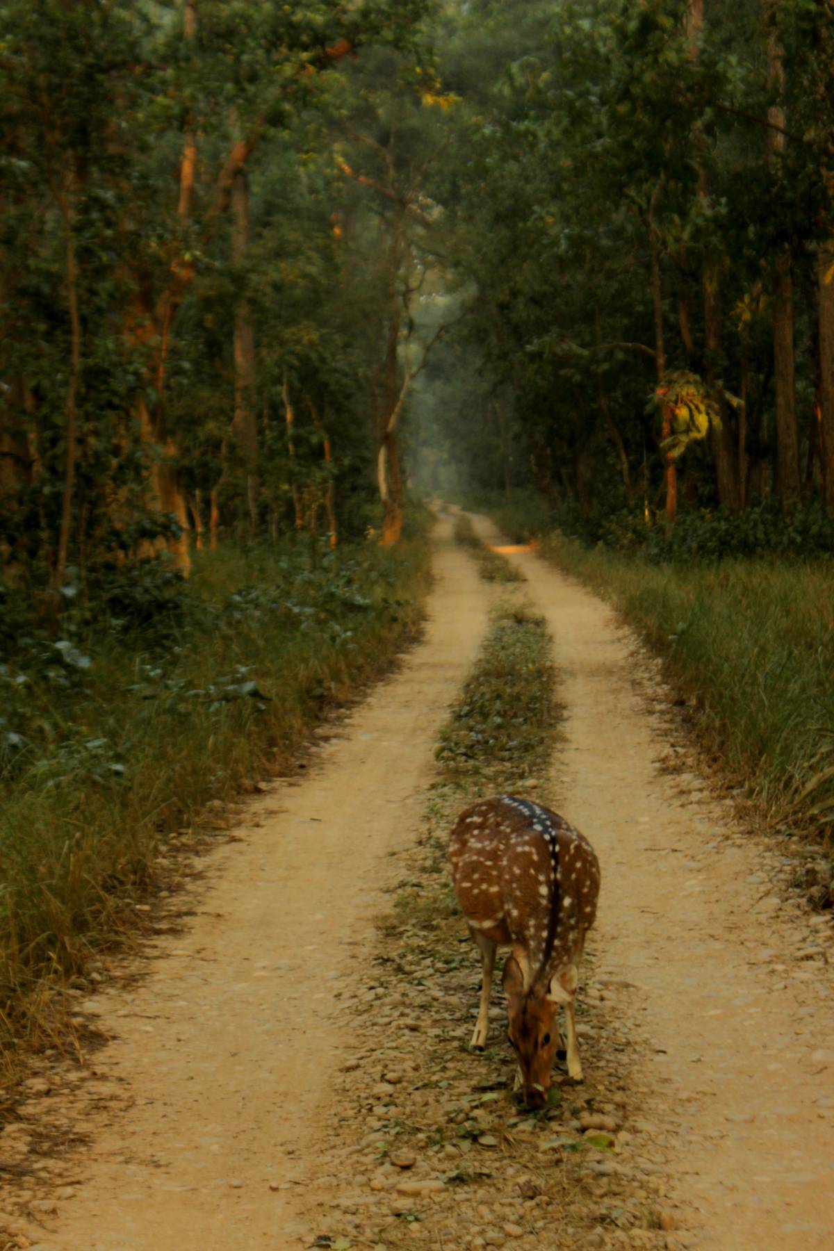 Had a lovely encounter with a deer in a jungle in South Nepal