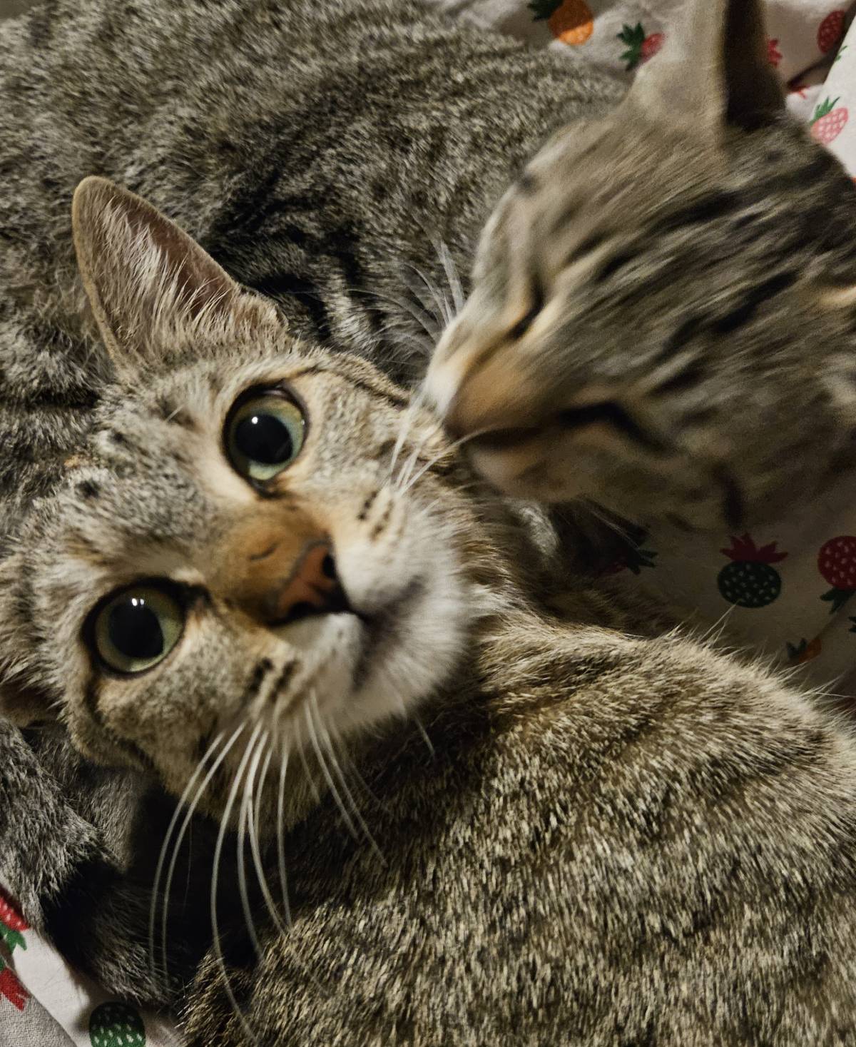 Safe to say I'm a cat lady ๐คฆโโ๏ธ๐ป๐๐โโฌ๏ธ๐ธ