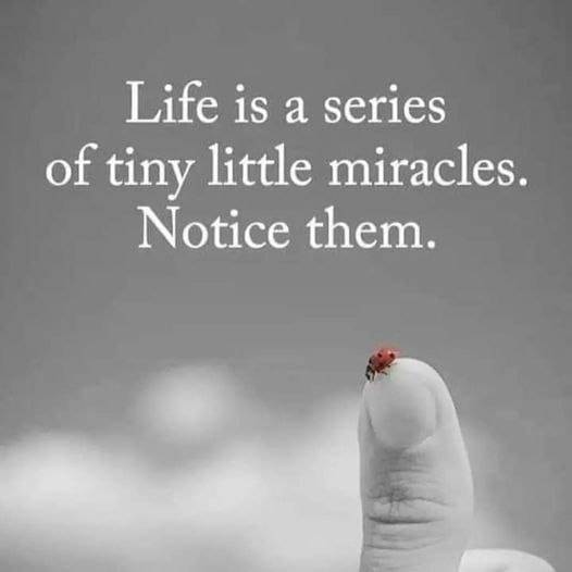 ✨🌿 Life is a series of tiny little miracles. Notice them. The sunrise, a kind word, a warm smile,...