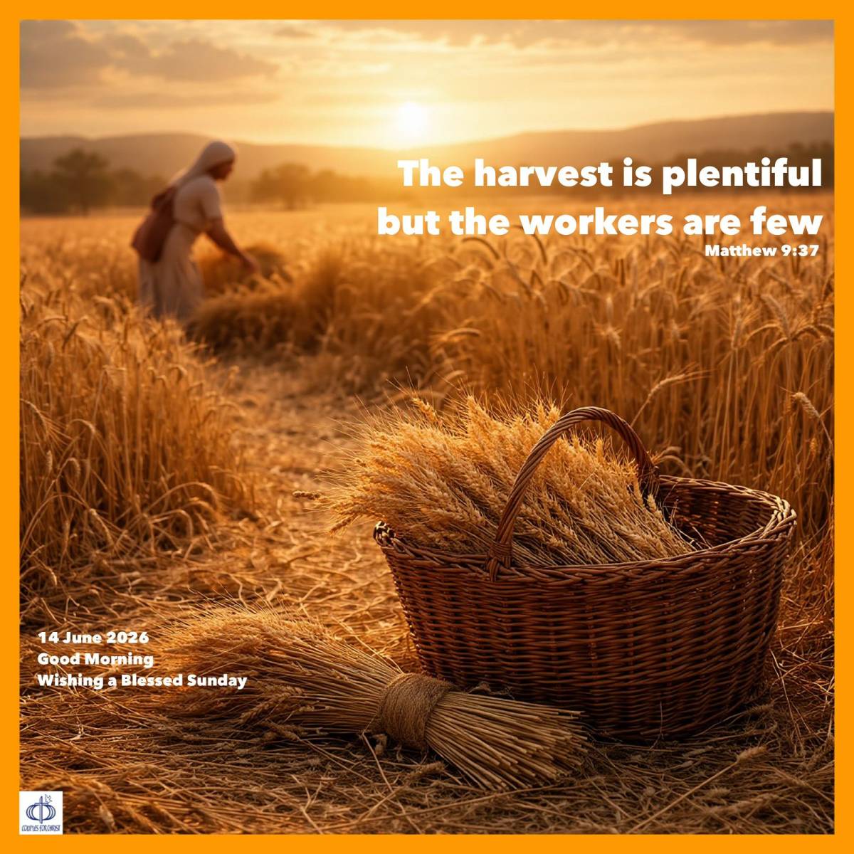 The harvest is plentiful but the workers are few
(Matthew 9:37)