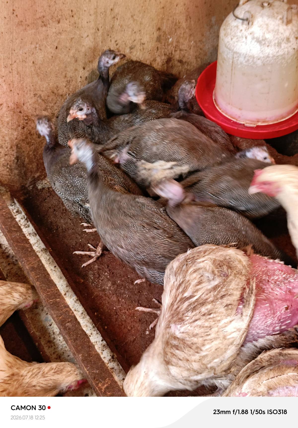 My Guinea Fowls at three months. Please rate me