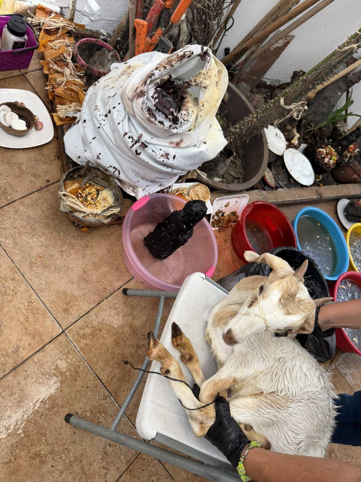 The gods are not Vegetarians they love protein.
.
.
.
#Trending #CFC #Chelsea #NaijaPride #Viral #N...